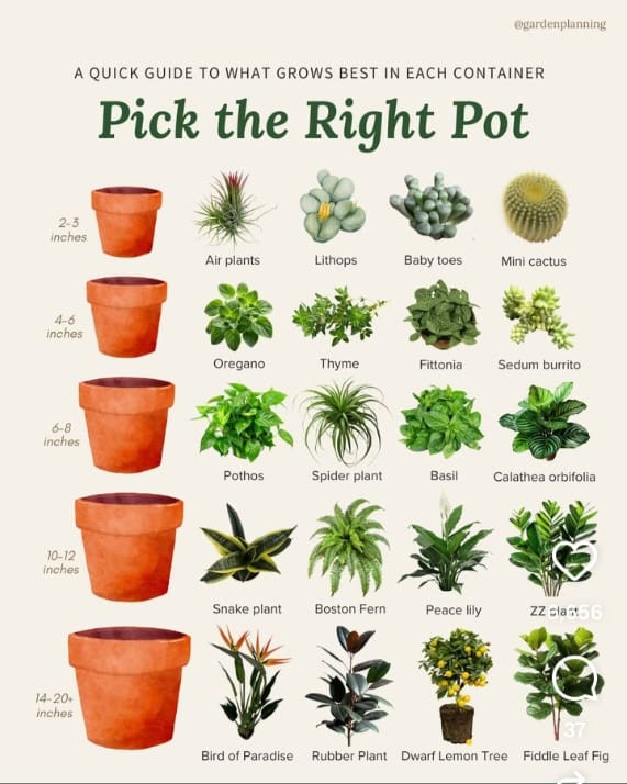 Succulent Paradise Set
